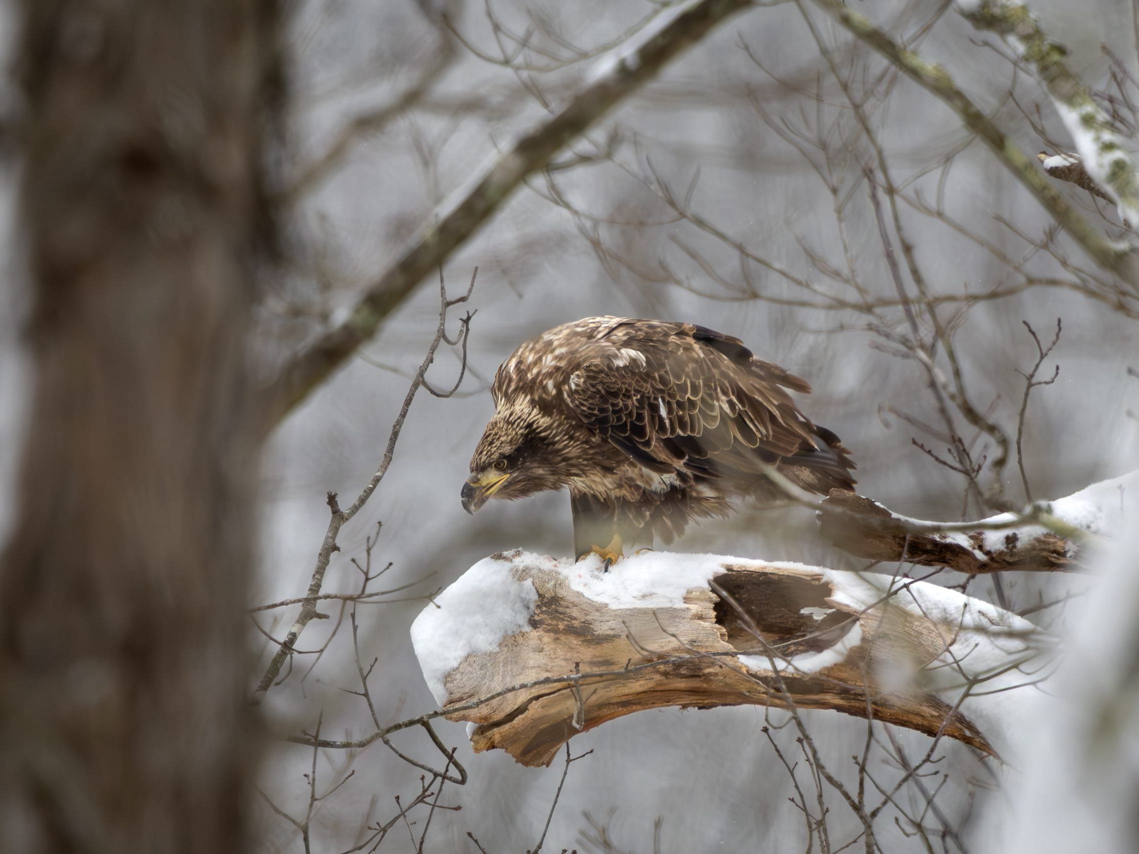 Hawk photo