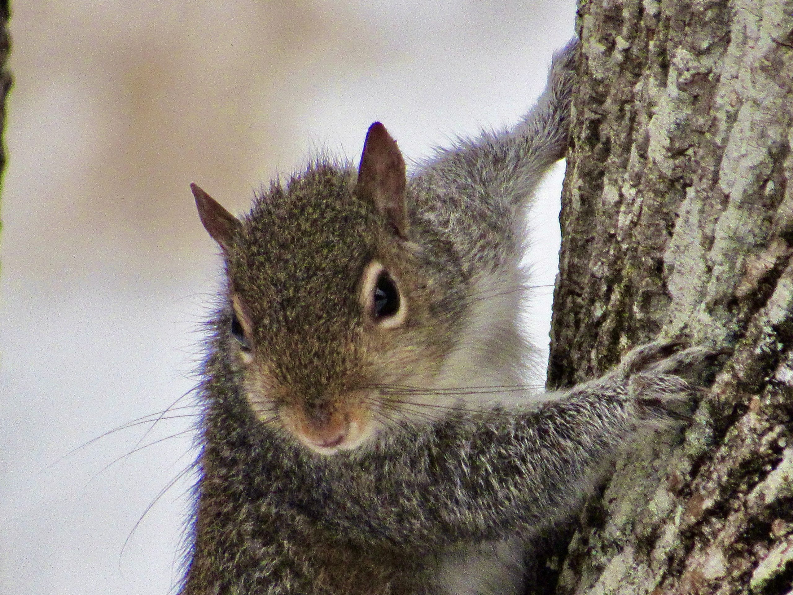 2026 WVSPF - Mindy Haga Photo